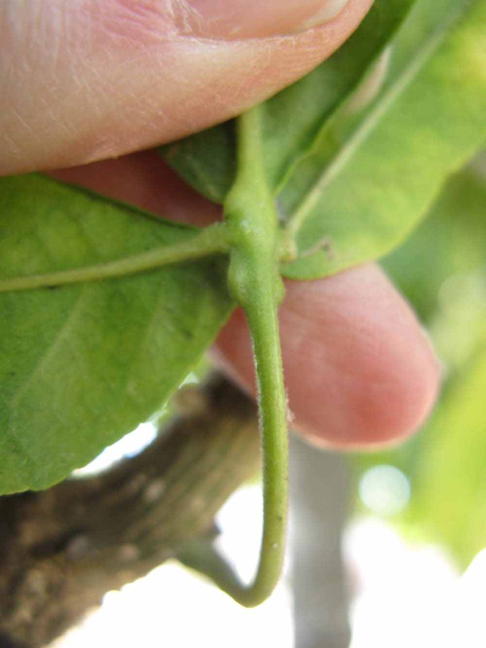              Petiole (Winter Haven, FL)       